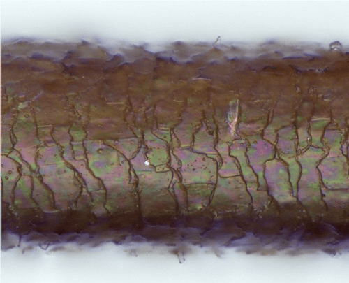 反射強度データ